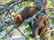 Katmai National Park and Preserve