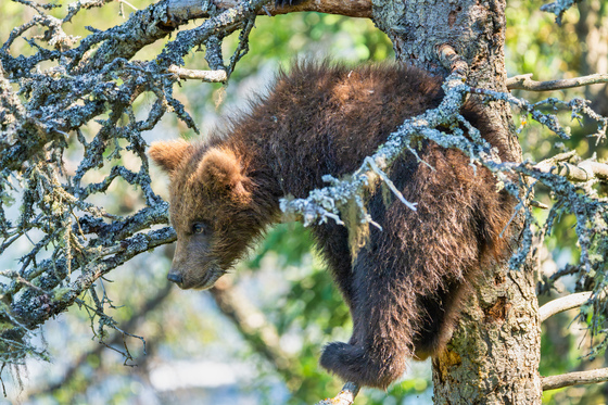 Katmai National Park and Preserve