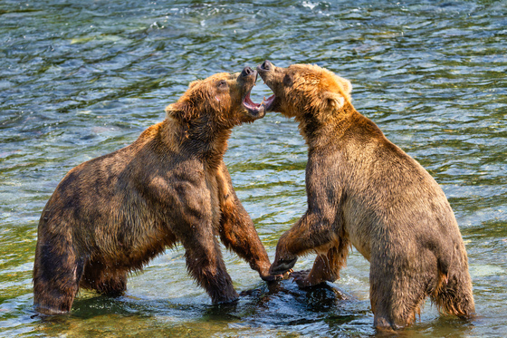 Katmai National Park and Preserve
