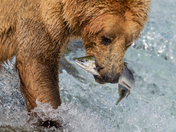 Katmai National Park and Preserve