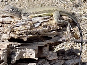 Saguaro National Park