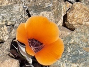Saguaro National Park