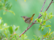 Common Yellowthroat