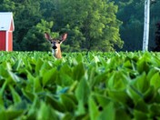 Bean Field Doe