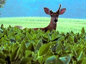 Bean Field Buck