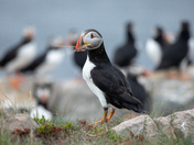 Atlantic Puffins