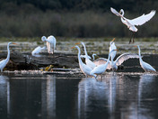 Great Egrets 