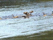 Canada Geese