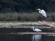 Great Egrets