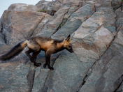 Cross Fox Kit