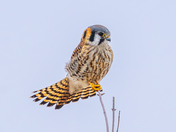 American kestrel 