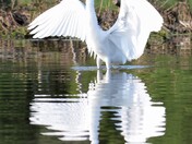 Great White Egret.
