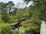 Pineland National Reserve