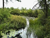 Pinelands National Reserve