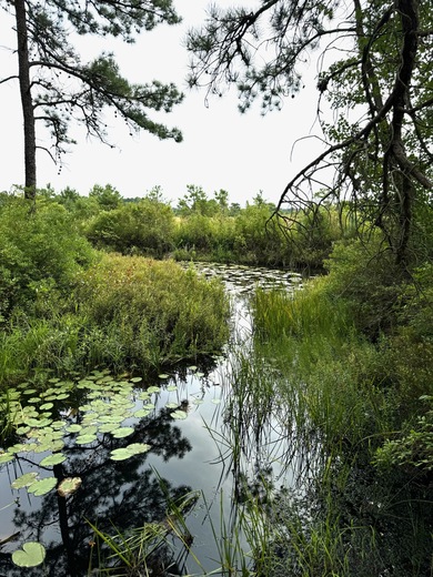 Pinelands National Reserve