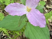 Shenandoah National Park