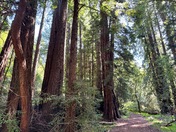 Muir Woods National Monument