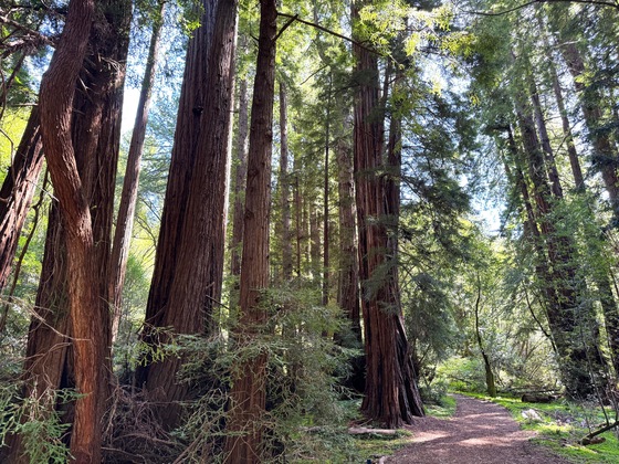 Muir Woods National Monument