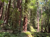 Muir Woods National Monument