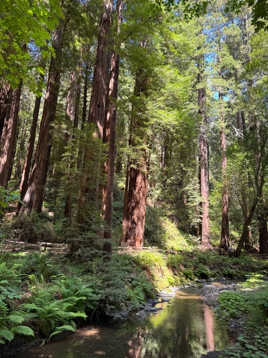 Muir Woods National Monument