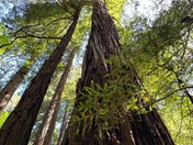 Muir Woods National Monument