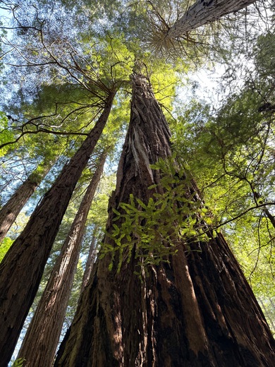 Muir Woods National Monument