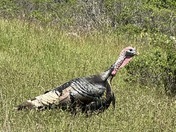 Muir Woods National Monument