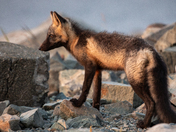 Cross Fox kit
