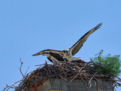 Return to the Nest #3