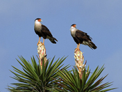 Laguna Atascosa National Wildlife Refuge