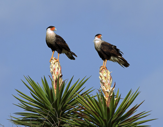 Laguna Atascosa National Wildlife Refuge