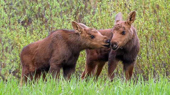 Grand Teton National Park