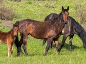 Murderer's Creek HMA