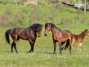 Murderer's Creek HMA