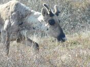 Denali National Park 