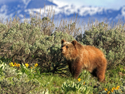 Grand Teton National Park