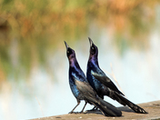 Anahuac National Wildlife Refuge