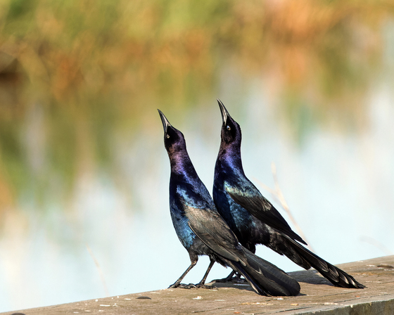 Anahuac National Wildlife Refuge