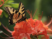 Nantahala National Forest