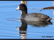 American Coot