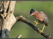 Green Heron