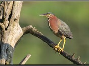 Green Heron