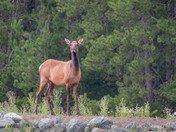 Surprise Elk visitor