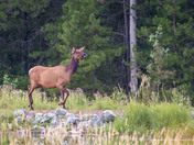 Surprise Elk visitor