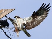 Osprey
