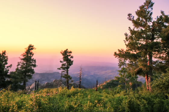 Coronado National Forest