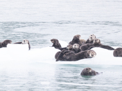 Prince William Sound