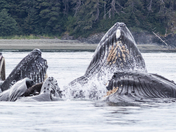Chilkat Inlet, in Alaska