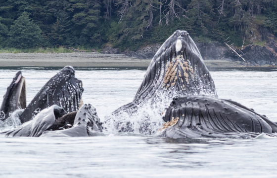 Chilkat Inlet, in Alaska