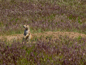 Wind Cave National Park